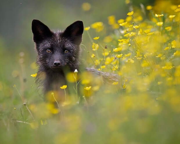 Black Silver Fox