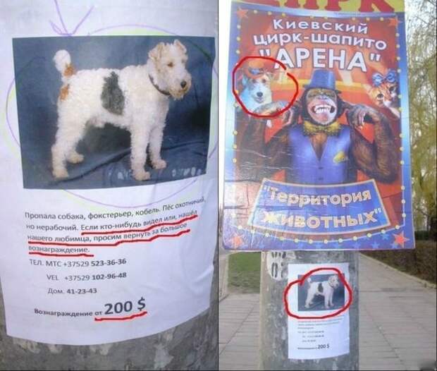 Забавные объявления о пропаже домашних животных (25 фото) 
