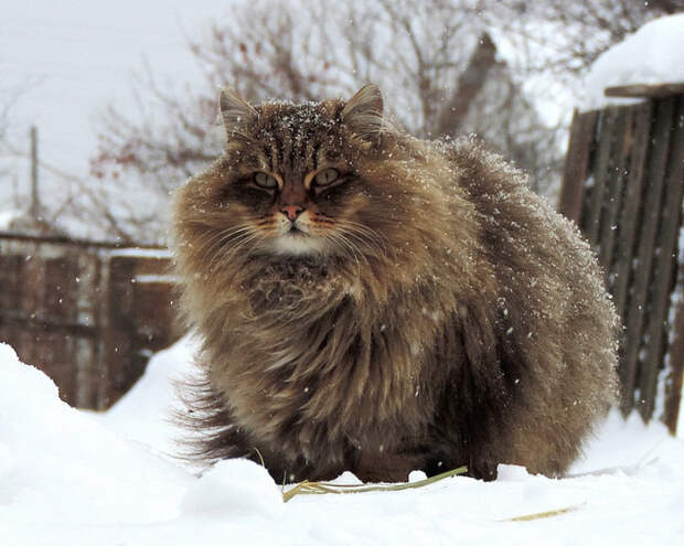 Сибирские коты 2