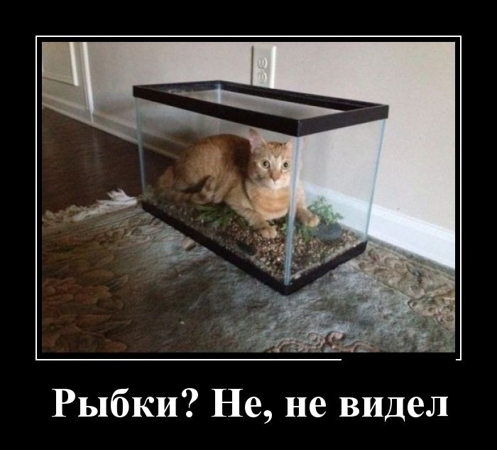 Пятничная подборка демотиваторов демотиватор, юмор