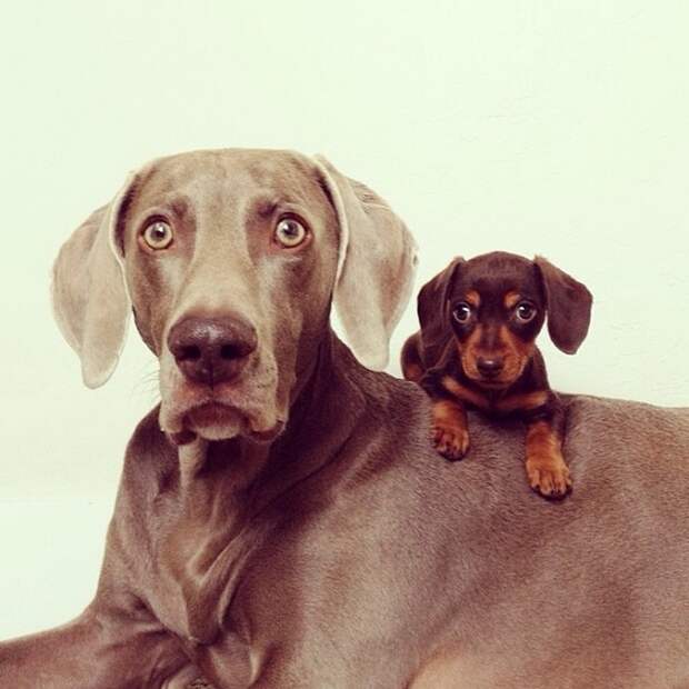 Пёс, Харлоу, дружба,собаки,  Harlow and Indiana,Harlow and Sage 
