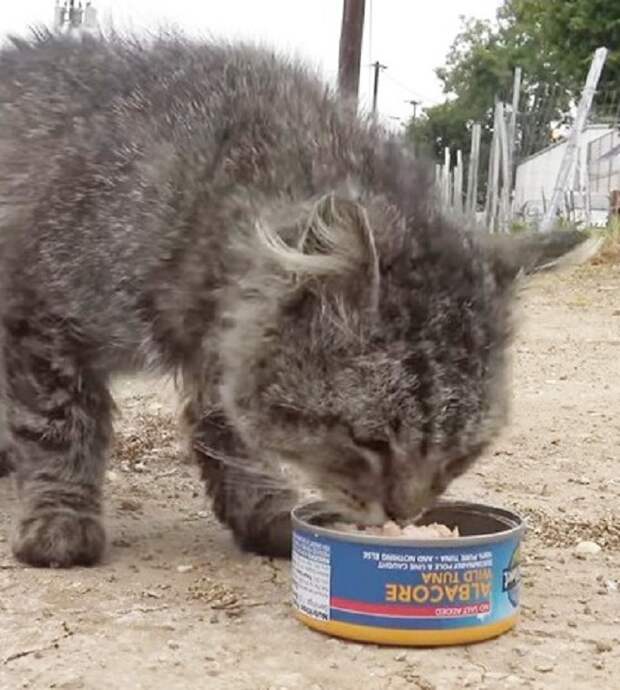 Кошка ест консервы 