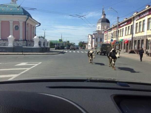 Опять столько прикольных фото привалило.