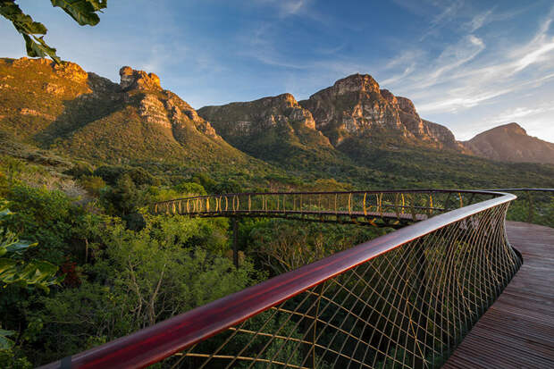 Эта подвесная тропинка в Кейптауне позволяет прогуляться над деревьями кейптаун, парк, природа