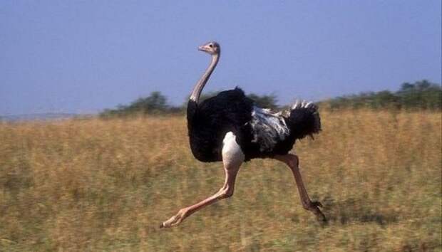 Африканский страус. Когда самая быстрая птица бежит, то ее шаг равен четырем метрам животные, природа, птицы, рекорды