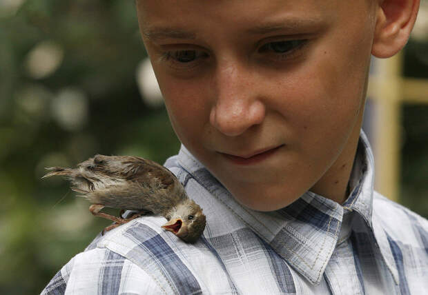 В июне 2013-го мальчик из Дудинки приехал в гости к бабушке в Минусинск и подобрал там маленькую воробьиху