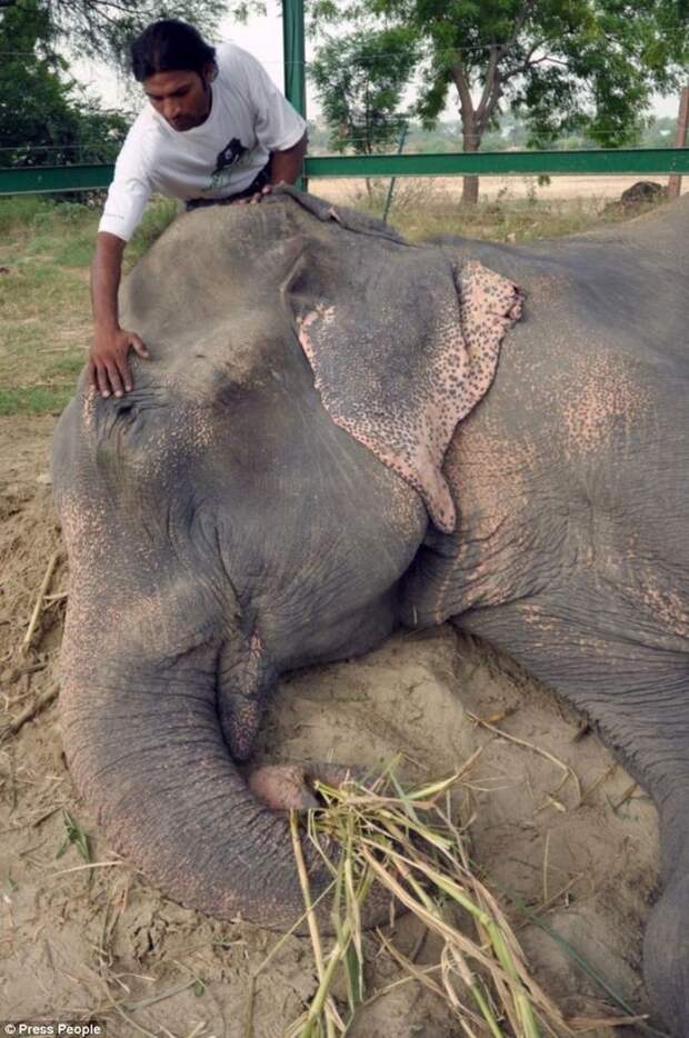 Radga12 Спасение слона, проведшего 50 лет в неволе, который плакал от счастья