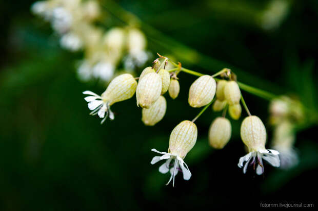 Озеро Семицветное на Кавказе Озеро Семицветное на Кавказе