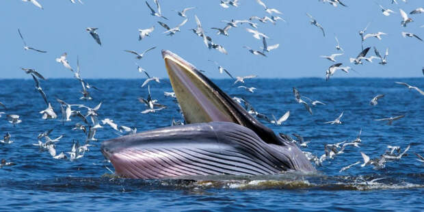 Непростая жизнь самого маленького полосатого кита.