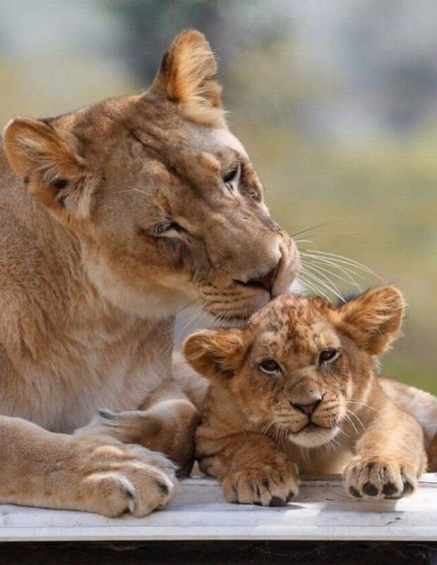 Львы (лат. Panthera leo) (англ. Lions)