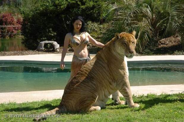 Геркулес - самая большая кошка животные, интересно, фото