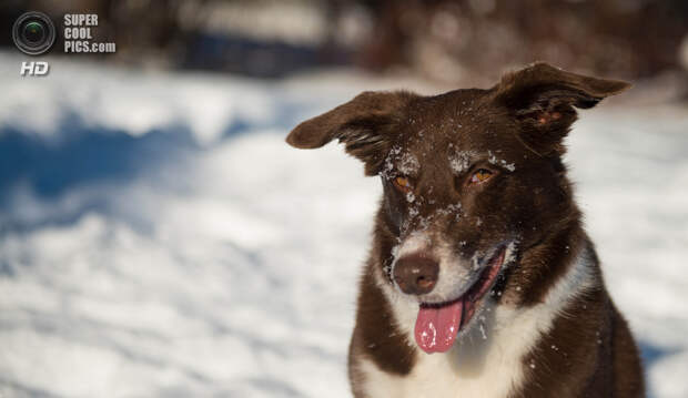 Снег — собачье счастье. (Chris Willis)