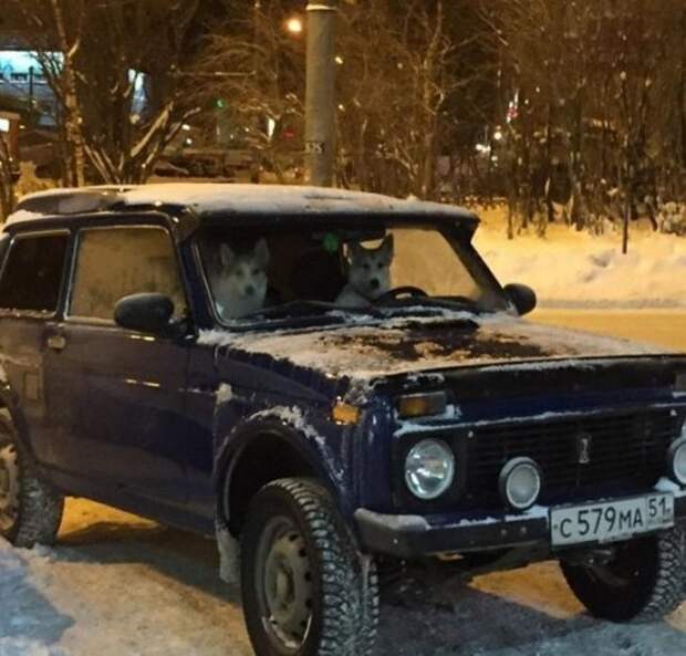 АВТОприкольные картинки для хорошего настроеия (31 шт)