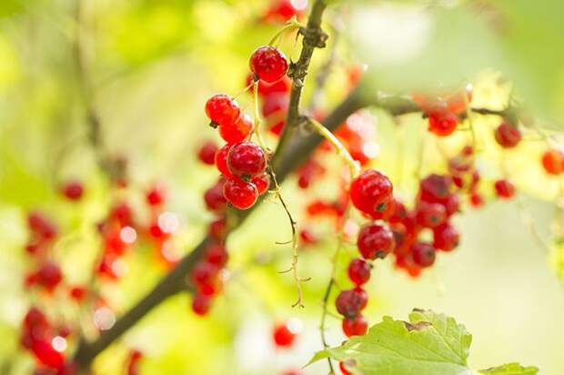 http://images.aif.ru/006/561/09d31128c0e8632c672a2da797da7ed8.jpg