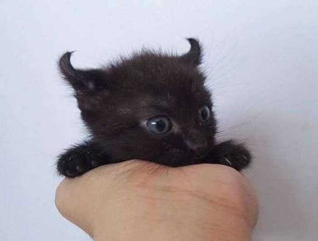 Свежий юмор Свежий юмор