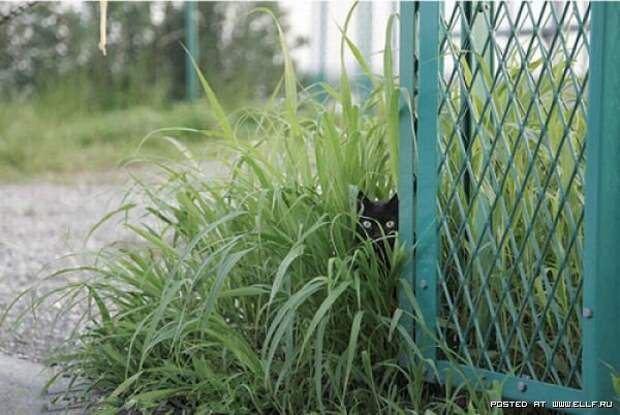 Смешные коты в засаде (30 фото)