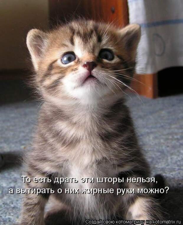 Свежая котоматрица (37 фото)