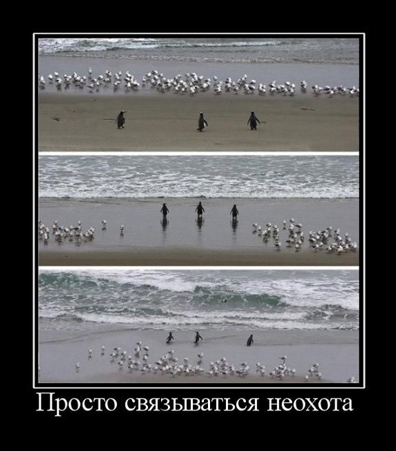 Подборка демотиваторов демотиватор, юмор