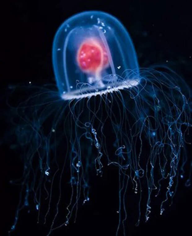 12. Гидроидная медуза океан, существо