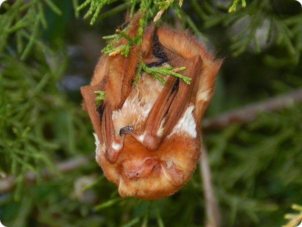 Красный волосатохвост (лат. Lasiurus borealis)