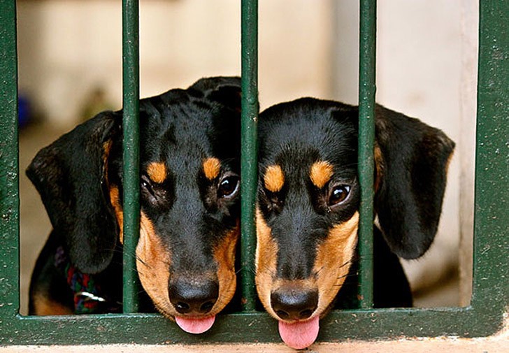 AnimalTwins06
