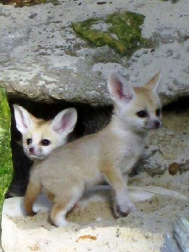Детеныши фенека. Фото / fennec fox photo