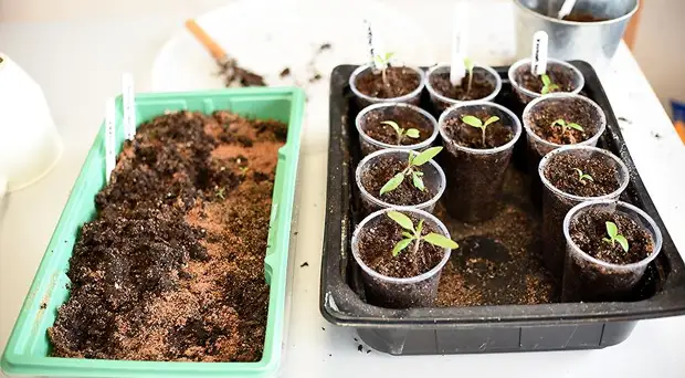 Рассада помидоров: как правильно посеять семена томатов на рассаду в условиях квартиры