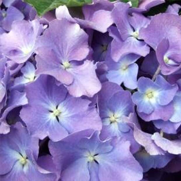 Гортензия крупнолистная (Hydrangea macrophylla)