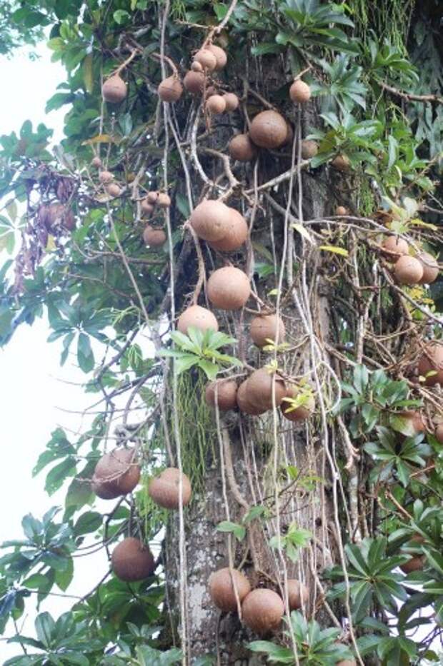 Курупита гвианская или «дерево пушечных ядер» (лат. Couroupita guianensis) (англ. Cannonball Tree)