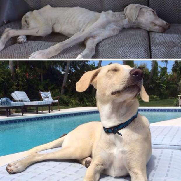 before-and-after-photos-of-adopted-dogs-4