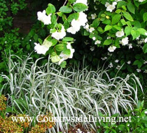 Канареечник, фаларис, фалярис (Phalaris arundinacea picta). Декоративные травы и злаки