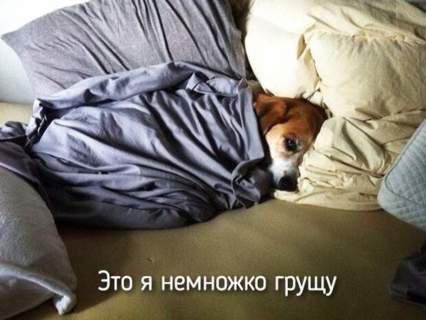 20 животных, которые ведут себя совсем как я животные, позитив