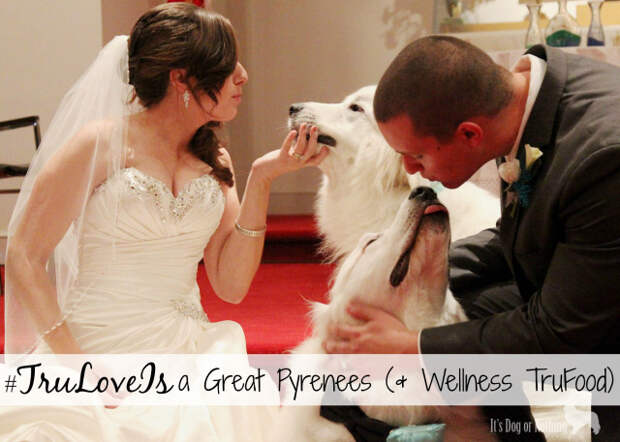 For me, #TruLoveIs is a Great Pyrenees. For Mauja and Atka, #TruLoveIs Wellness TruFood. TruFood gives pets more of what they need to be vibrant and happy.