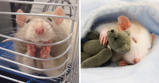 19 доказательств того, что нет никого хуже крыс животные, крыса, милота, позитив