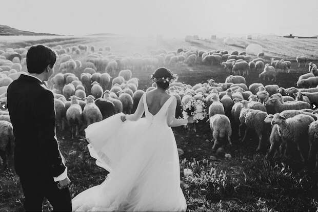 15 "лучших из лучших" свадебных фотографий 2015 года