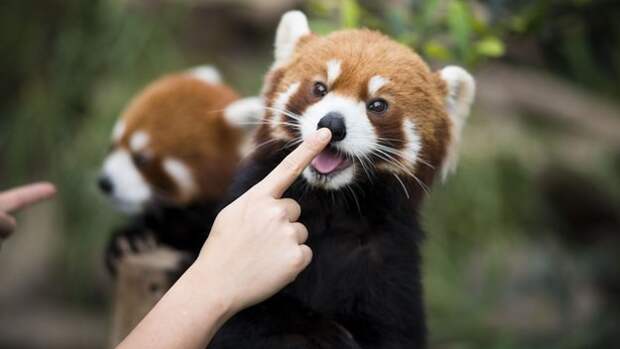 11. Бип-бип для красной панды животные, носы, прикол, юмор