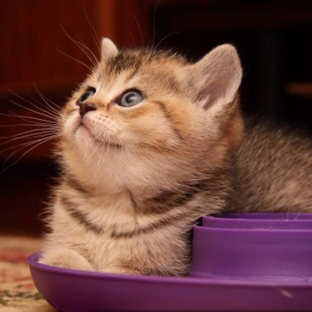 Котенок в доме