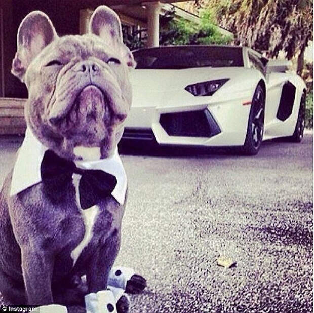 Rich Dogs из Instagram – блог для супербогатых собак (9 фото) Rich Dogs из Instagram