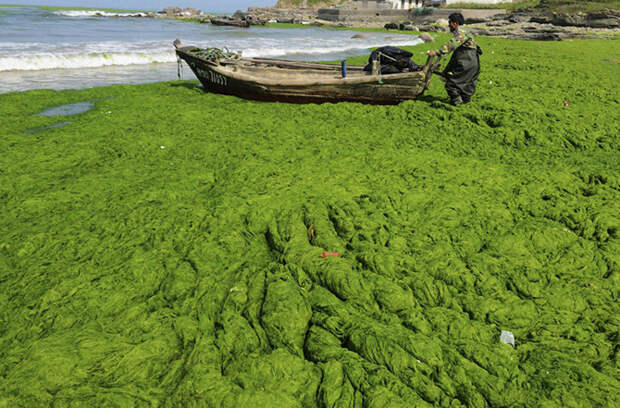 Нашествие зеленых водорослей