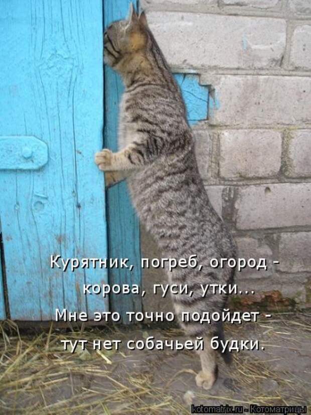 Лучшие котоматрицы недели (50 фото)
