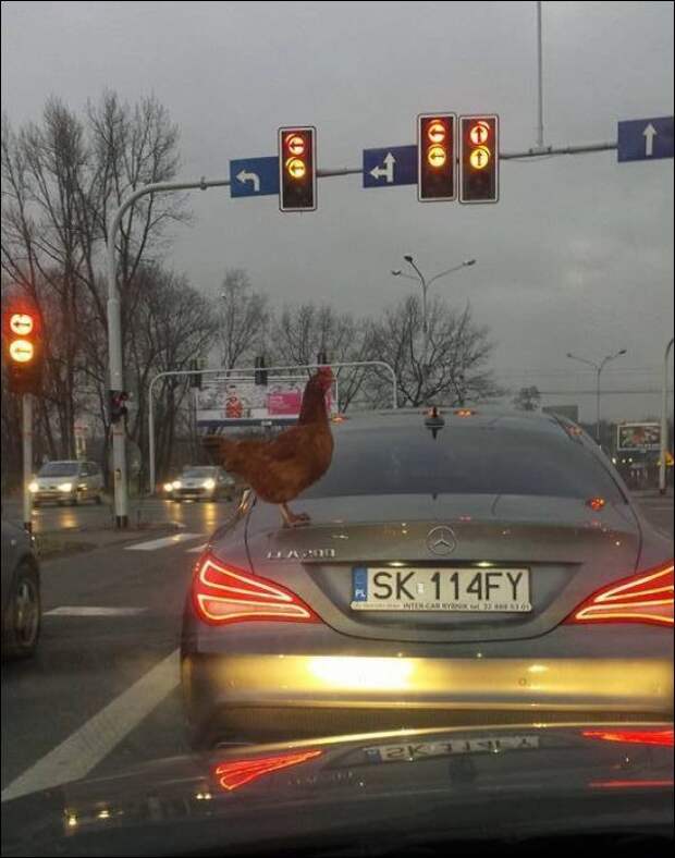 18. авто, автоприколы, приколы