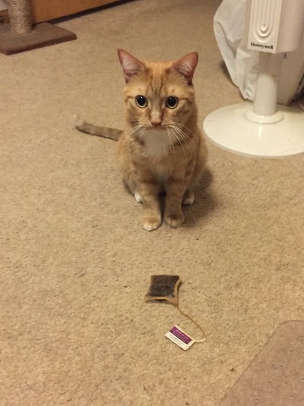 Коты, при виде которых невозможно не смеяться