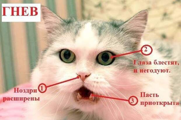 Как узнать, врет Вам кошка или нет? вранье, животные, кошка