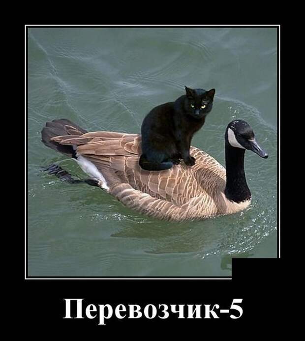 Демотиваторы (20 фото)