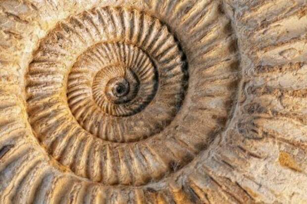 7535912-closeup-di-un-fossile-preistorici-ammonite-su-uno-sfondo-con-texture-in-ceramica