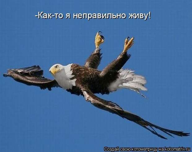 Лучшие котоматрицы недели (50 фото)