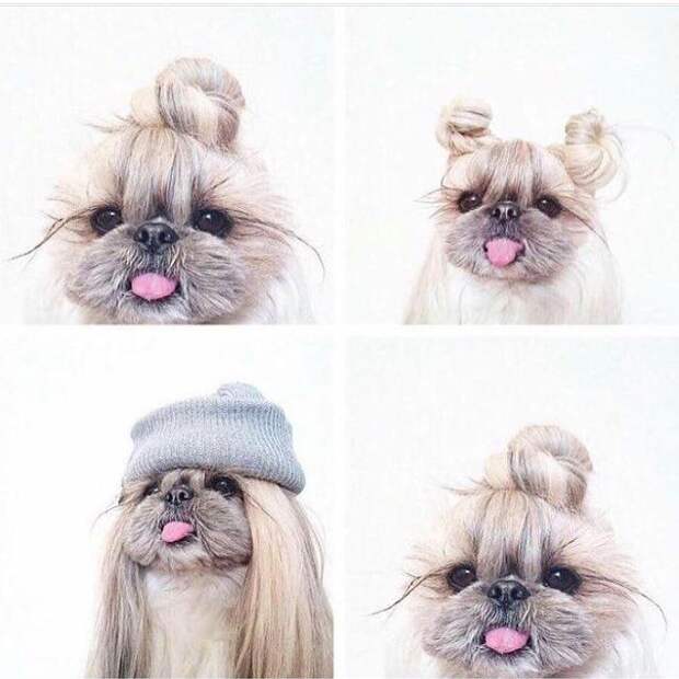 Собаки с гульками,  #DogBun