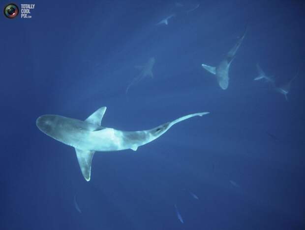 Купание с акулами на Гавайях акулы, гаваи, купание, море