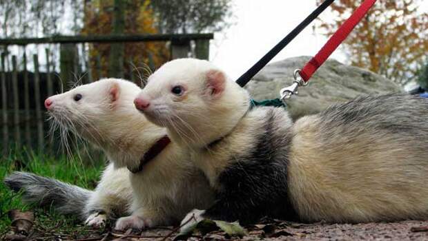 intelligent ferret