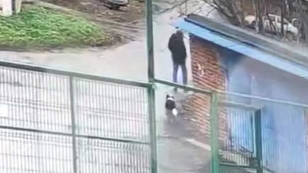 В Подмосковье задержан похититель собак, годами продававший их мясо в корейские рестораны